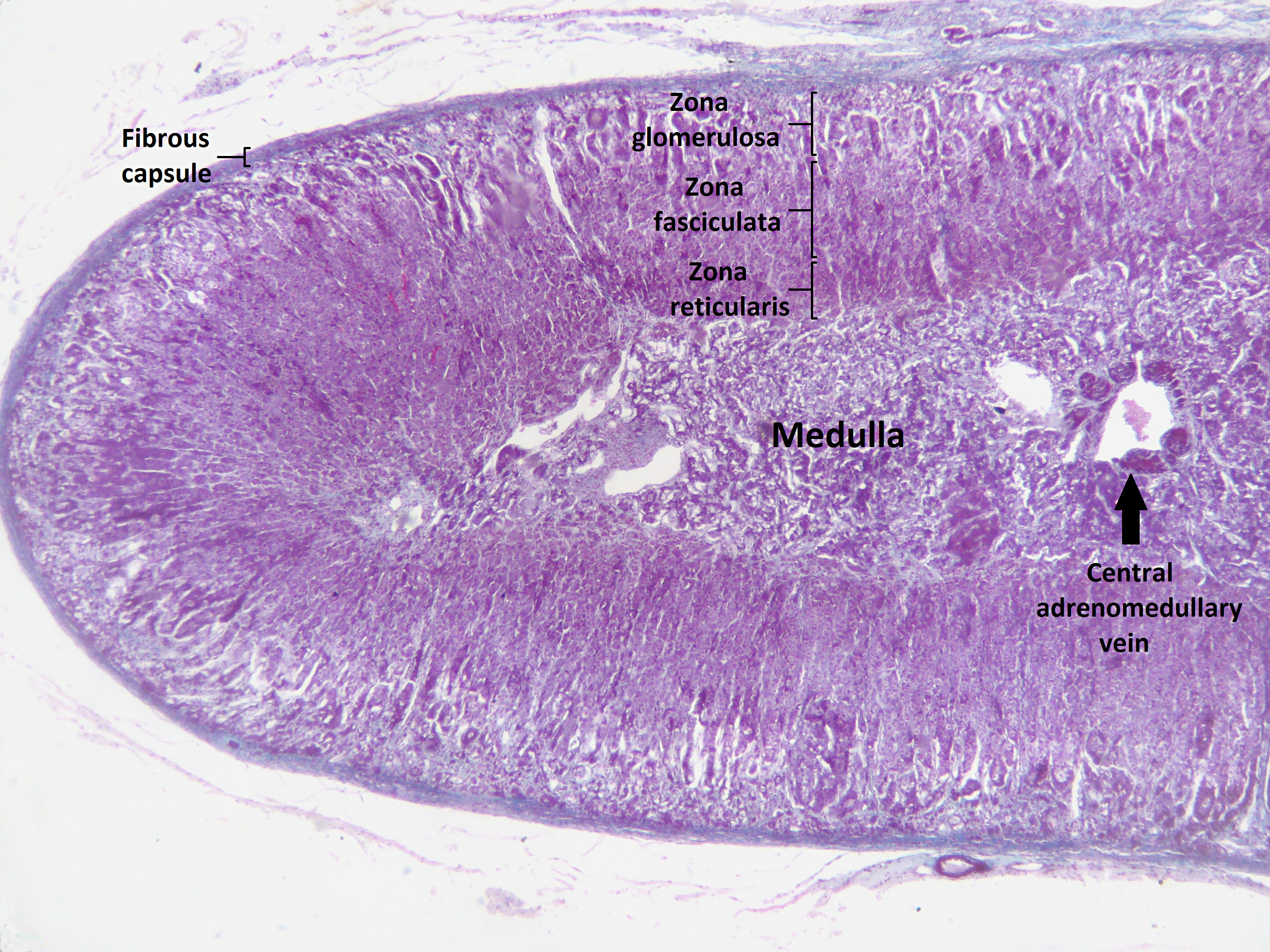 Adrenal cortex â€” GFR zones — Adrenal cortex, H&E stain