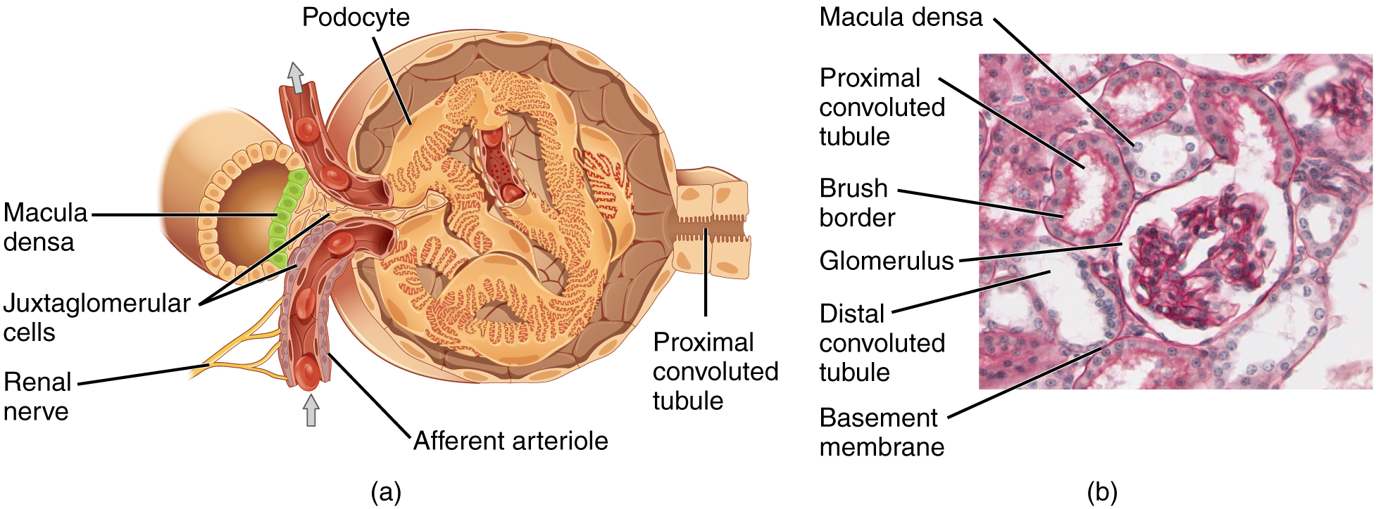 Renal cortex â€” glomerulus + tubules — Renal cortex, H&E stain