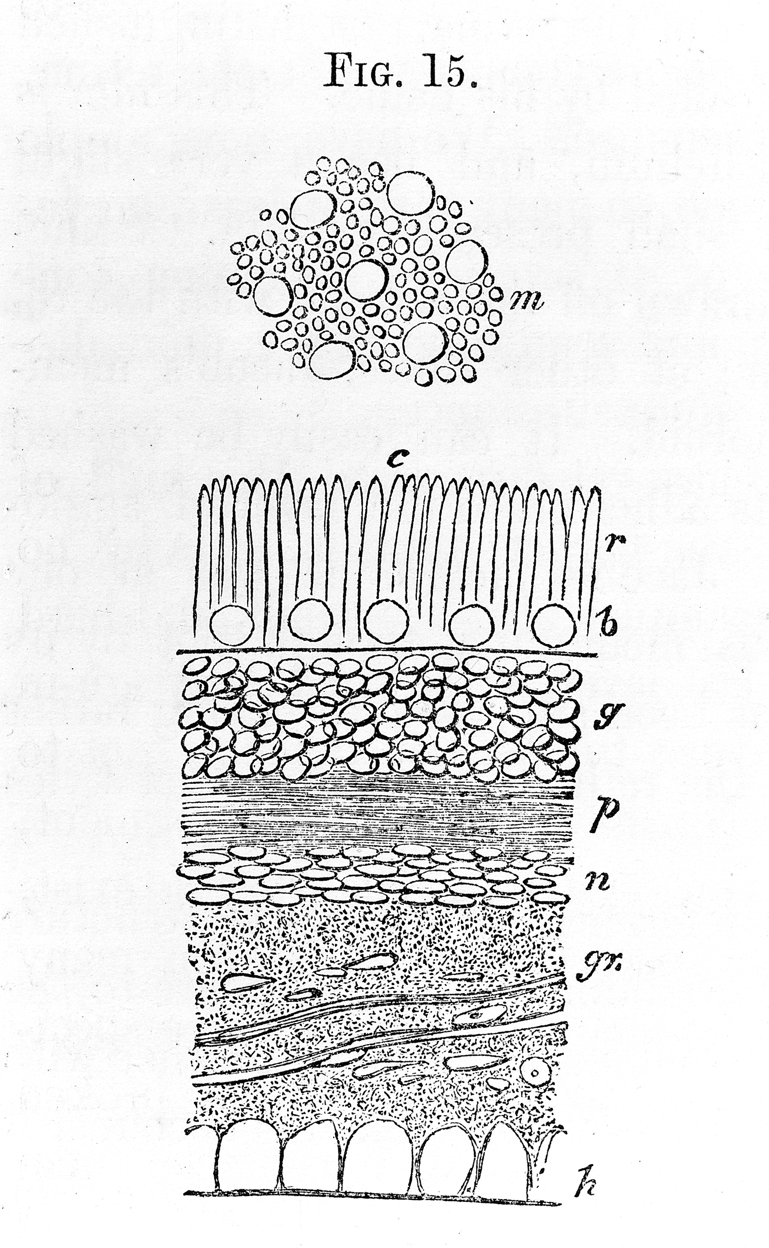 Retina — vertical section showing all layers — Neural retina + RPE, H&E stain