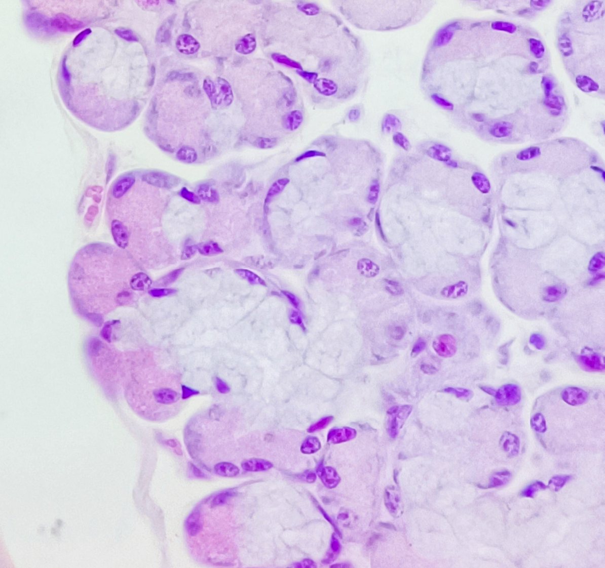 Submandibular salivary gland — mixed acini + serous demilunes — Mixed exocrine acini, H&E stain