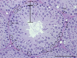 Testis — seminiferous tubules with spermatogenesis — Seminiferous epithelium, H&E stain