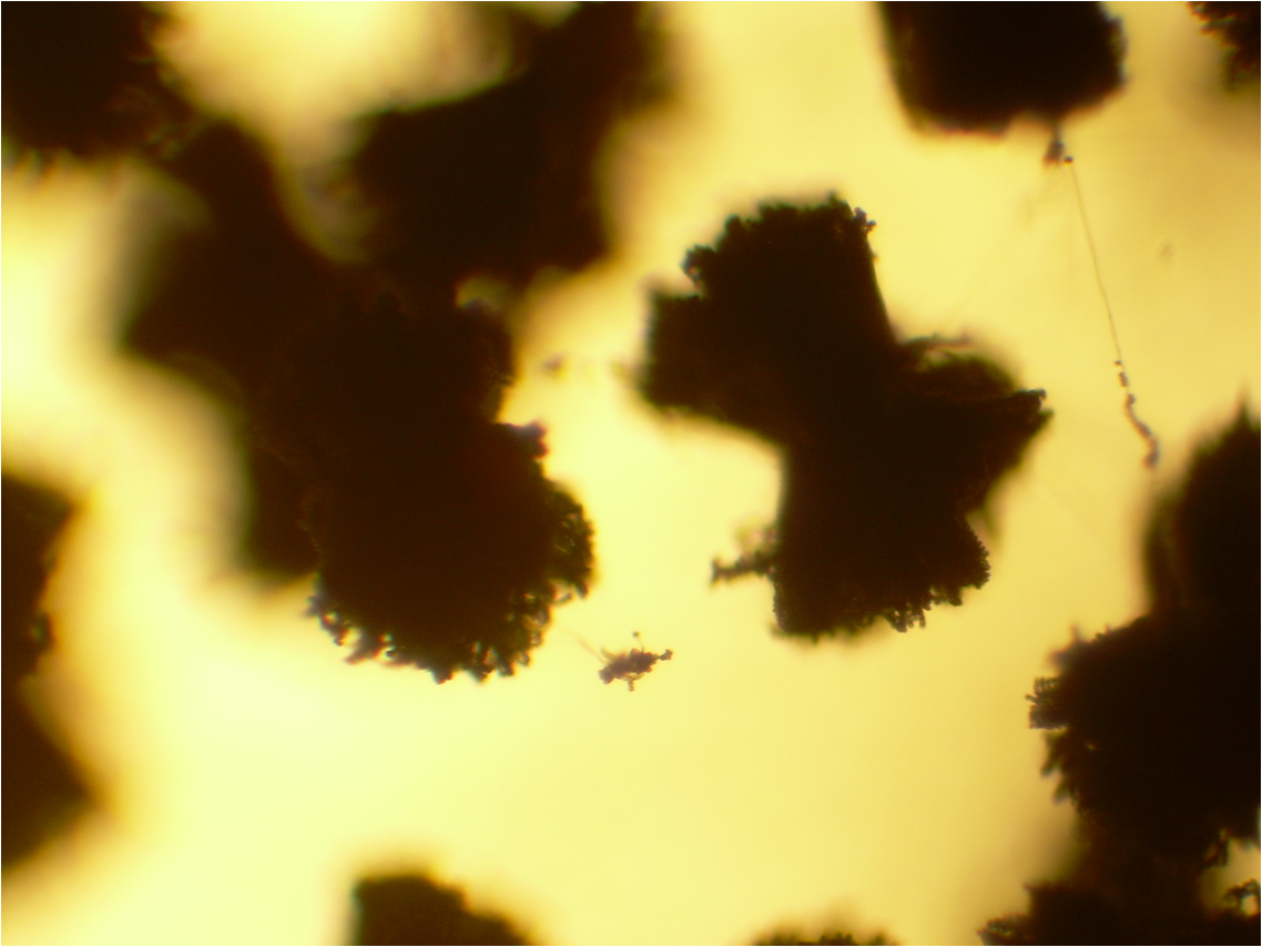 Aspergillus fumigatus — Mold (monomorphic)